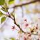 谷中霊園　桜