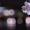 春の夜に浮かぶ