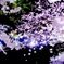 流桜