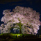 わに塚の桜