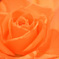バラの花