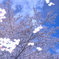 湖面の桜