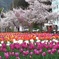 デ・レイケ公園の桜とチューリップ