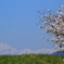 雪山と桜