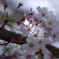 さくら　Cherrybrossom