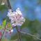 さくら　Cherrybrossom