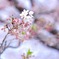 さくら　Cherrybrossom