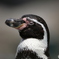 ペンギンも春は眠い