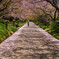 桜道