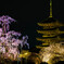 東寺の夜桜