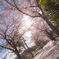 桜咲く道