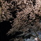 桜の世界
