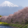 桜と富士山