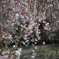 DAIGO-JI SAKURA 2