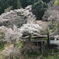 吉野山