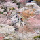 桜のトンネル(吉野山)