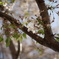 桜終盤 MACRO-ELMARIT-R 60mm F2.8 