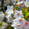 葉桜