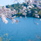 湖と桜
