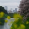 千鳥ヶ淵_2