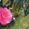 山茶花と散桜