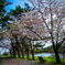 桜の木の下で
