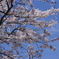 滋賀県風車街道の桜