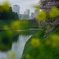 千鳥ヶ淵_5