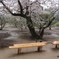 ベンチのある風景　ーー　春雨桜　ーー