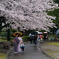 千鳥ヶ淵_10