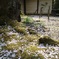 散桜