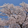 SAKURA 001