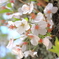 SAKURA 002