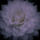 Exprolation:00090