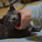 neko