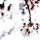 ＳＡＫＵＲＡ 2010