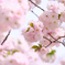 ふわふわの春
