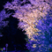 夜桜