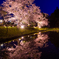 夜桜ライトアップ