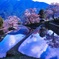 三多気のSAKURA