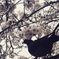 神田川と桜と。
