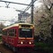 都電と桜の