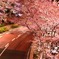大都会の夜桜