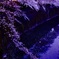 夕暮れと桜