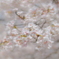 神代の桜（山高神代桜）