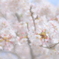 神代の桜（山高神代桜）