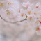 神代の桜（山高神代桜）