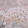 神代の桜（山高神代桜）