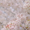 神代の桜（山高神代桜）