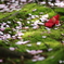 花の命は儚くて・・・